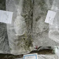 سبزی بسته بندی