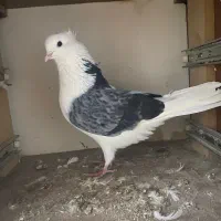 چندعددکبوترتکپر|پرنده|سرخنکلاته, |دیوار