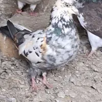 کبوتر