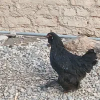 تخم مرغ تازه با نطفه صدرصد|حیوانات مزرعه|خان ببین, |دیوار