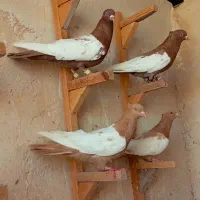 نروماده سینه زرد