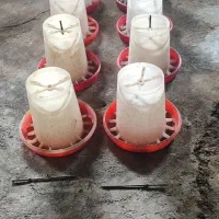 دانخوری سطلی