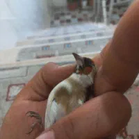 پرنده سهره چونه خطی|پرنده|اردبیل, |دیوار