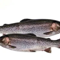 فروش ماهی به قیمت 350هزار تومان شیلات مالمیر