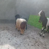 بره ماده سبک|حیوانات مزرعه|فیروزآباد (فارس), |دیوار