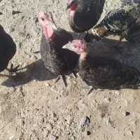پنج عدد بوقلمون ۶ماهه