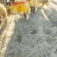 گوسفند سنجابی|حیوانات مزرعه|قلعه شاهین, |دیوار