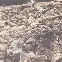 کود گوسفندی 2ساله