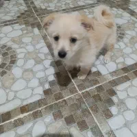 گمشده