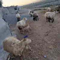 گوسفند|حیوانات مزرعه|اصلاندوز, |دیوار