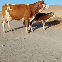 گاو گوساله شیری اصل سیمینتال