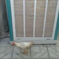 کولر آبی ۸ هزار|کولر آبی|کرمانشاه, |دیوار