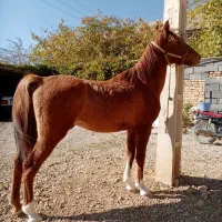 کره دوسال فروشی