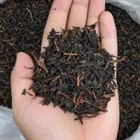 عرضه مستقیم چای گیلان ۱۴۰۵