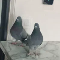 کبوتر  پرشی|پرنده|فردیس, شهرک ناز|دیوار