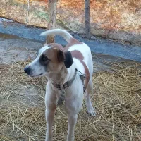 واگذاری رایگان سگ نگهبان واکسن زده