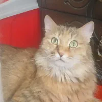 واگذاری گربه نژاد مو بلند