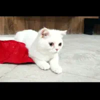 گربه اسکاتیش ماده|گربه|مشهد, شهرک رازی (شهرک غرب)|دیوار