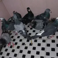 کفتر رنگه .سبز پلاکی هوایی مدرک دار|پرنده|مشهد, کوی پلیس|دیوار