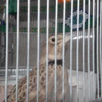 فروش سه عدد سهره مست مست