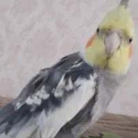 عروس هلندی سخنگو