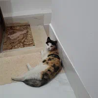 واگذاری گربه مناسب خانه ویلایی