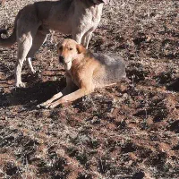 ماده سگ پژدر