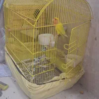 یک جفت طوطی برزیلی شناسنامه دار