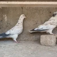 دمگیر دوبحر ۶ دنگ شیویدی|پرنده|اصفهان, ارداجی|دیوار