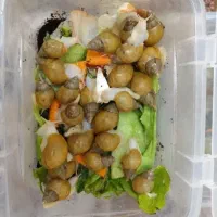 حلزون حراجی