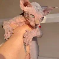 اسفینکس گربه بی مو