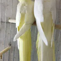 دو عدد عروس هلندی لوتینو زعفرونی و دوتا نر رنگی