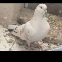 کفتر نرو ماده با جفت و ۱عدد کفتر نر|پرنده|پاکدشت, پاکدشت (مامازند)|دیوار