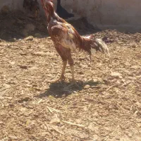 خروس لاری