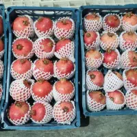 انار درجه شیراز|خوردنی و آشامیدنی|تهران, زعفرانیه|دیوار