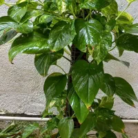 گل همراه با گلدون