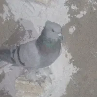 پلاکی ورنگی بهبهونی