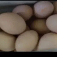 تخم مرغ کوشین وتخم مرغ تزینی.و یک جفت خرگوش لوپ