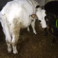 گوساله سیمینتال گوشتی