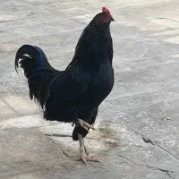 تخم نطفه دار
