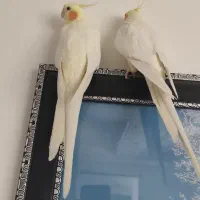 فروش عروس هلندی نر و ماده