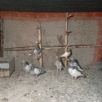 کفتر|پرنده|شیراز, مسلم|دیوار