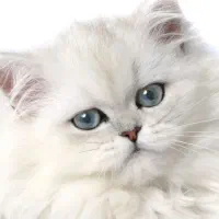 سموره گم بوه محدوده تقتقان