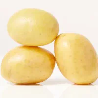 فروش سیب زمینی آگریا