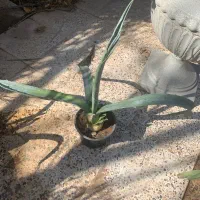 آلوورا ، آگاو|گل و گیاه طبیعی|اهواز, ۲۰۰دستگاه|دیوار