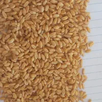 الهایی|خدمات باغبانی و درختکاری|اهواز, الهائی|دیوار