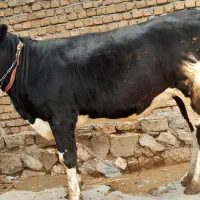 گوساله هلشتاین