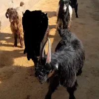 دوبر بزغاله بز بره میش قوچ دوبری|حیوانات مزرعه|قم, شاه ابراهیم|دیوار