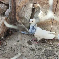 تعدادی کبوتر طوقی|پرنده|باشت, |دیوار