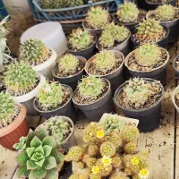 فروش جزئی و کلی گل و گیاه کاکتوس
